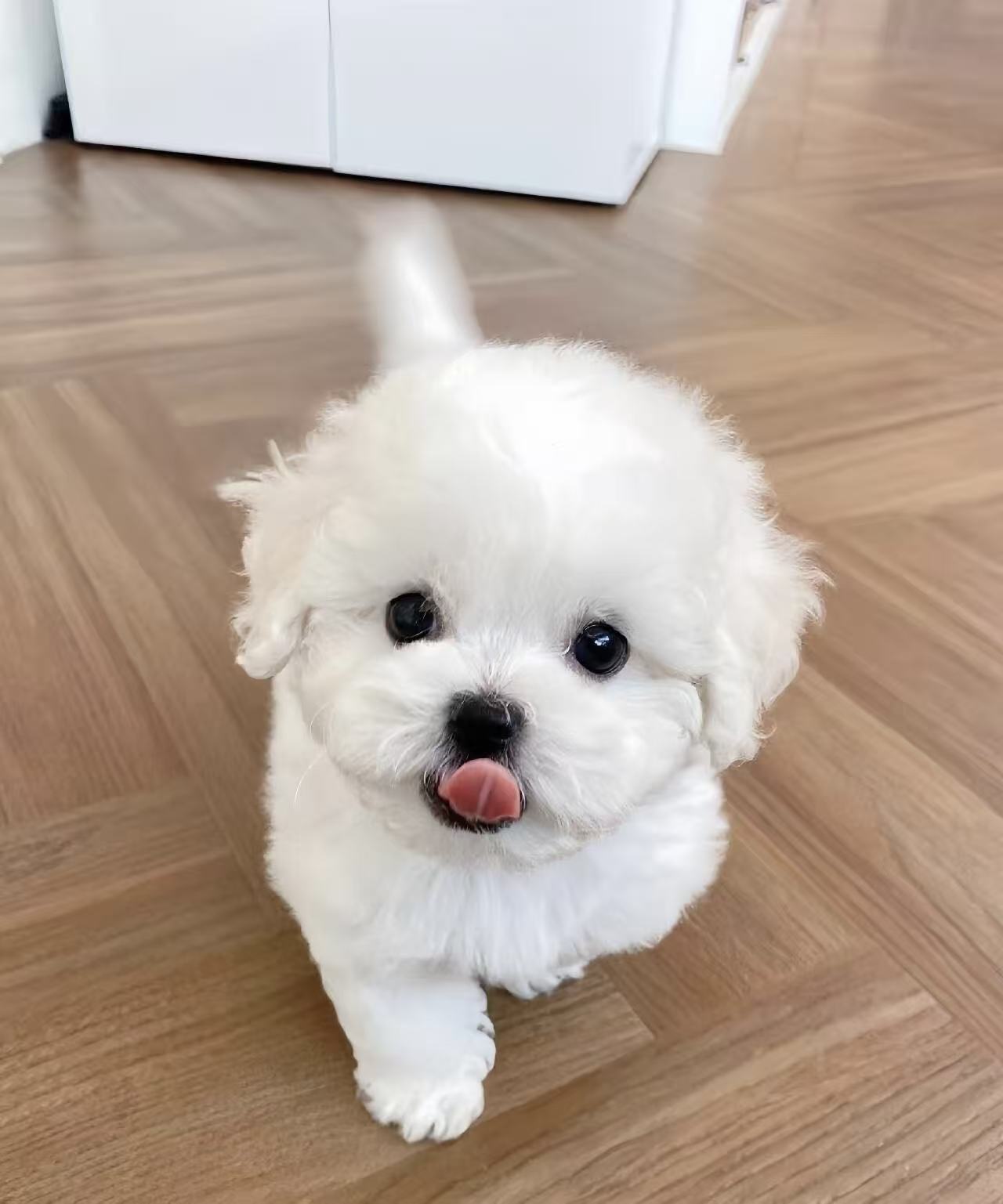黑葡萄眼自带萌感，适合情感陪伴